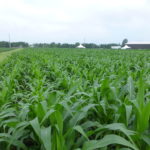 Hartman looks forward to working on corn demand