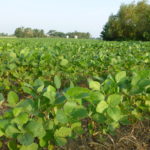 Chinese soybean sale tops $5 billion