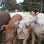 Germans eating less pork