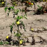 Weather creating challenges for tomato crop