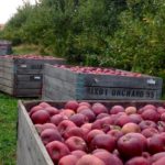 Fruit production increased in 2016