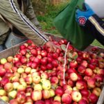 Finding added value in wasted apples