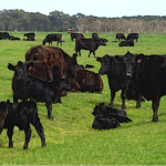 China bans meat from six Australian plants