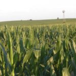Another drop in Iowa’s crop ratings