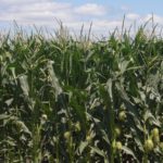 Iowa’s crop ratings see more slippage