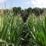 Iowa crops could use some rain