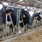 Cooling dry cows saves milk and money, now and later