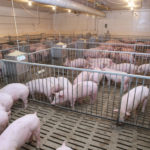 Judge rules Utah’s ‘ag-gag’ law unconstitutional