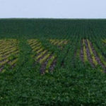 Iron chlorosis a problem in Red River Valley soybeans