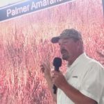 Spread of Palmer Amaranth continues