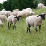 Sheep and wool market development program funds new projects