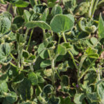 MU research looks at herbicide drift