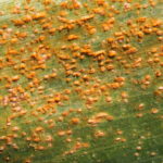 Southern rust on corn confirmed in two Indiana counties