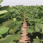 Last week’s rains gave Nebraska’s crops a boost