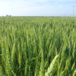 In-season nitrogen can boost spring wheat protein