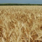 Tour’s spring wheat estimate down sharply