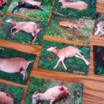 Farmers, lawmakers react to Appeals Court wolf ruling