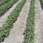 Nebraska specialist says volatilization main cause of dicamba injury