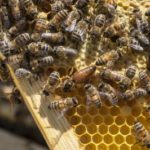 Honeybee populations slightly increasing