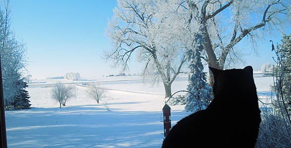 Deep freeze unlikely to curb overwintering crop pests in Upper Midwest