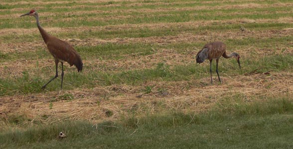 michigan sand hill cranes