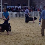 Pork donations an option in MO this summer