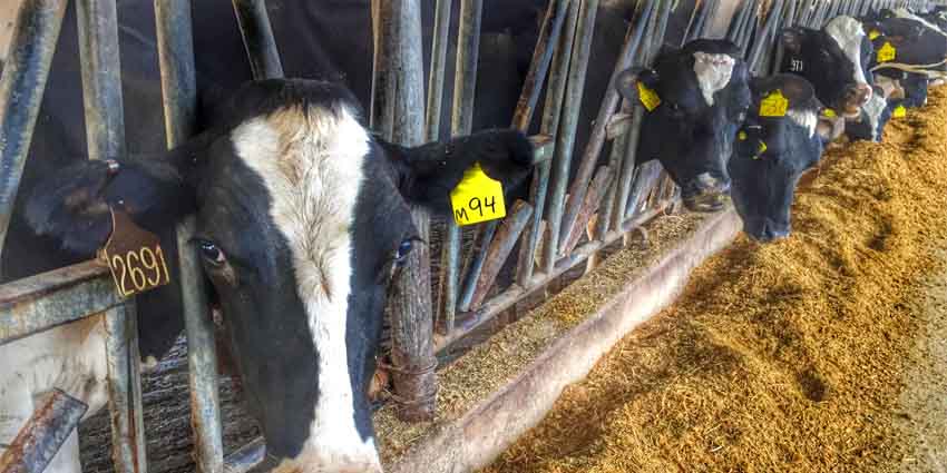 Dairy cows enjoy their breakfast at Kelsay Farms.