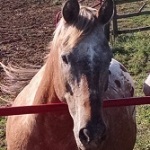 West Nile found in Wisconsin horse