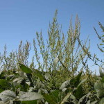Nebraska farmer waiting for warmer soils as battle against weeds has already begun