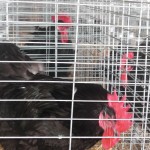 Michigan lifts stop on poultry and waterfowl exhibitions