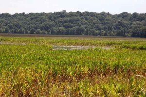 IMG_8484