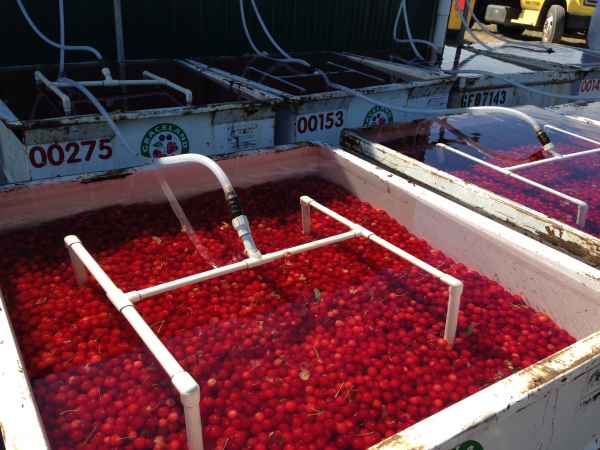 Farmers, processors criticize Michigan’s water discharge regulations as unclear and unpredictable