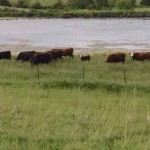 Rains helping South Dakota pastures