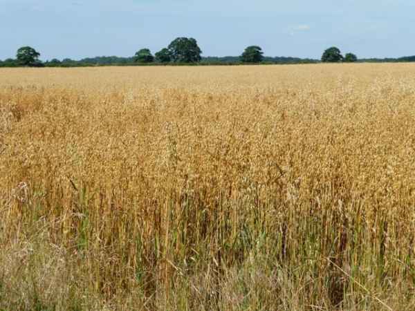 New oat variety MN-Amber brings high yields and heart-healthy benefits