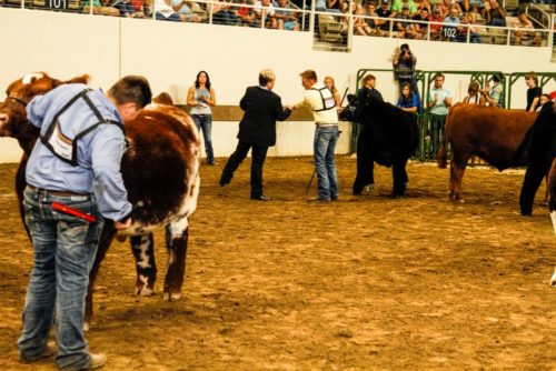 Six 4-H'ers claim Grand Champion titles - Brownfield Ag News
