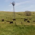 U.S. cattle herd expansion not here yet