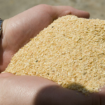 Soy crush expansion means more livestock feed