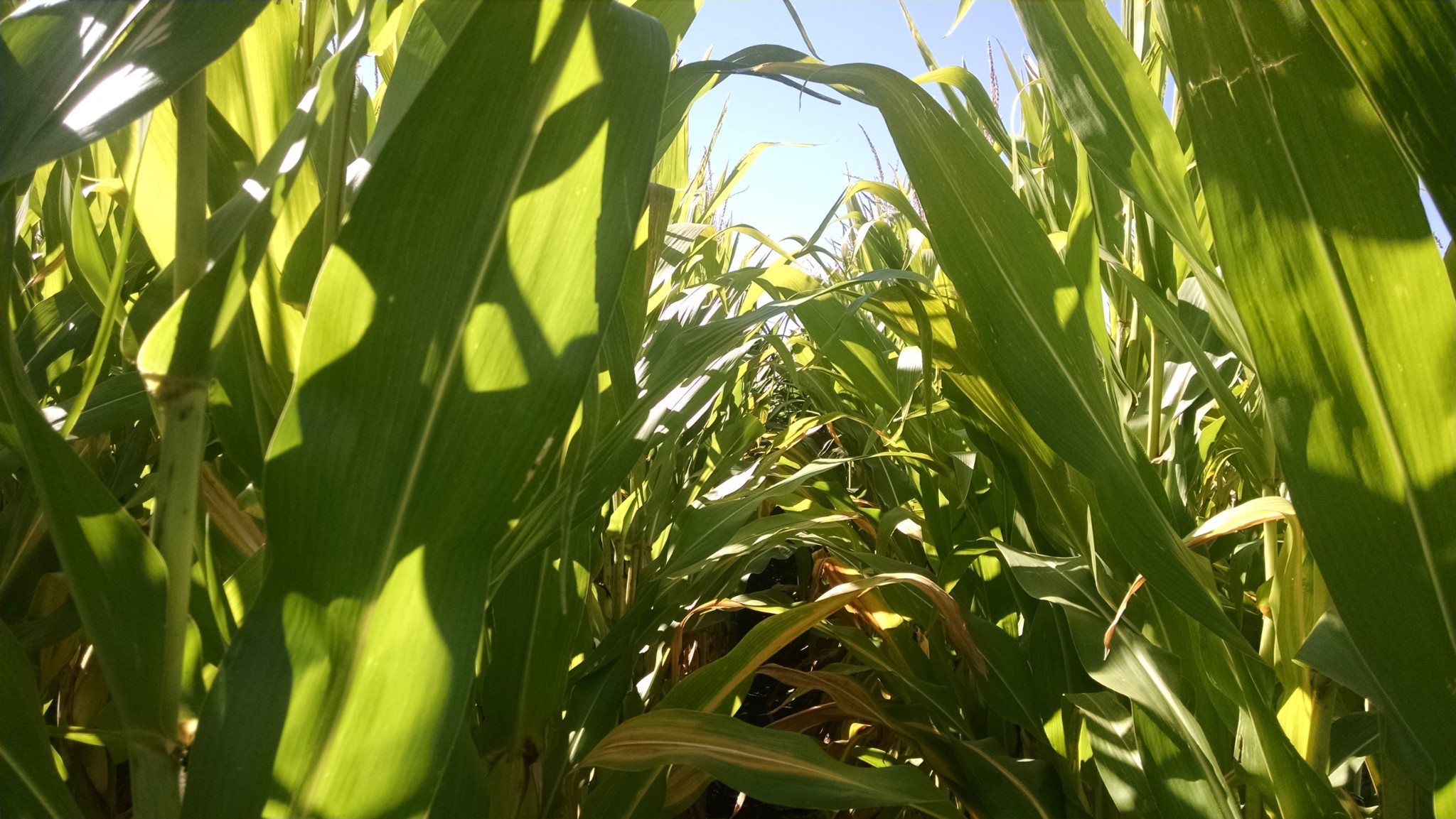 Corn maturity key to assessing late-season disease risk