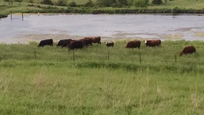 Woody species encroachment threatens Kansas grasslands, beef herd growth