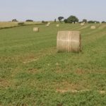 Weather and pests impact hay production along I-29