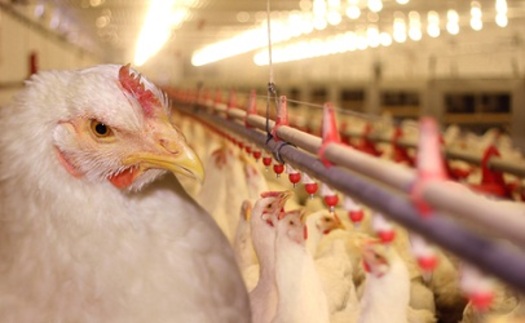 New Wisconsin avian influenza cases affect over four million birds