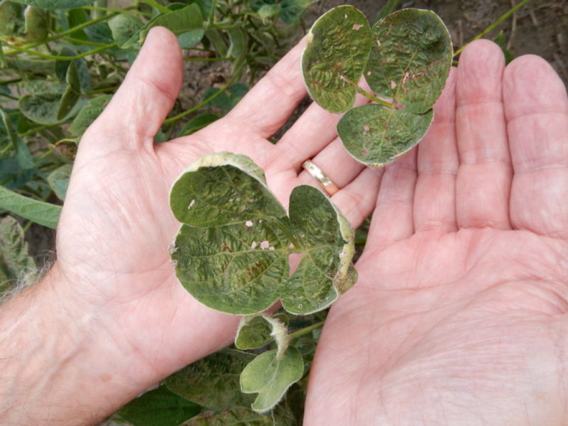 Arkansas Plant Board considering emergency dicamba ban