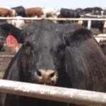 USDA announces changes to the U.S. beef grading standards