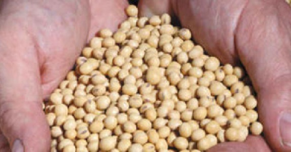 Farmers urged not to rush into soybean roasting