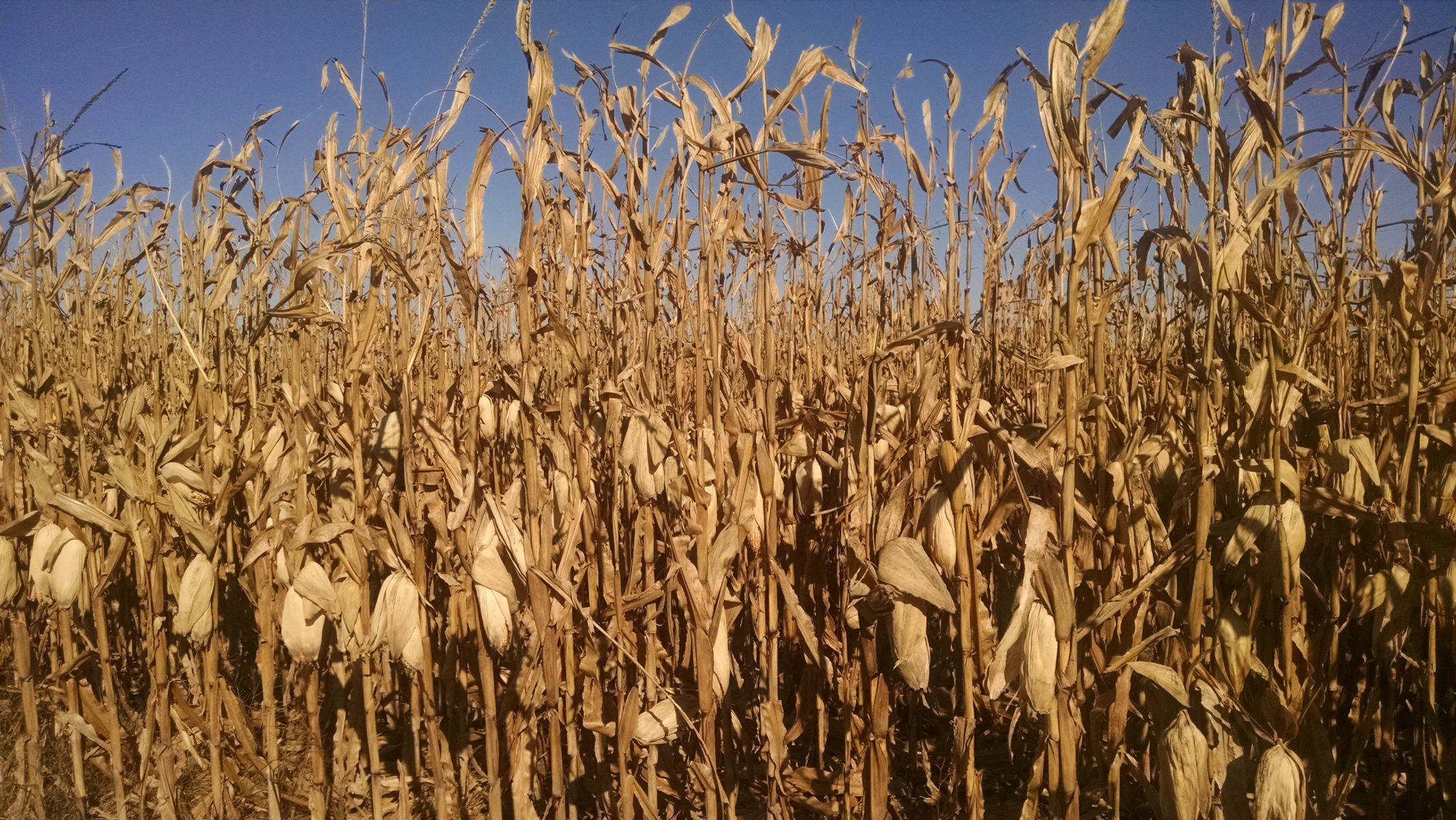 corn fieldmidoctober nebraska