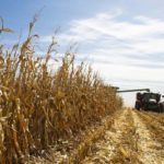Nebraska’s corn harvest 68 percent complete