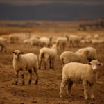 Joint sheep conference addresses animal health