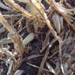Up to 100 bushel downed corn yield loss reported in Nebraska