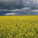 Canola acres on the rebound