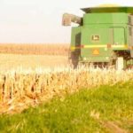 Minnesota corn harvest coming to an end